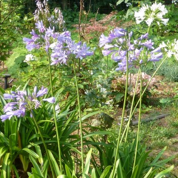 Agapanthus