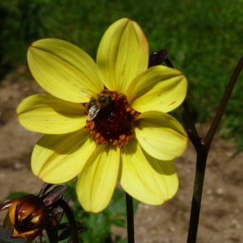 insektenfreundliche Dahliensorten