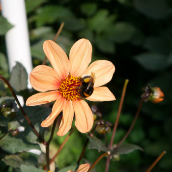 insektenfreundliche Sorten von Prof. Michael Otto und J.-U. Lehmann